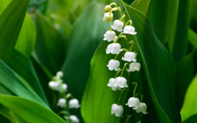 Menu « Brin de Muguet » à emporter ou en livraison