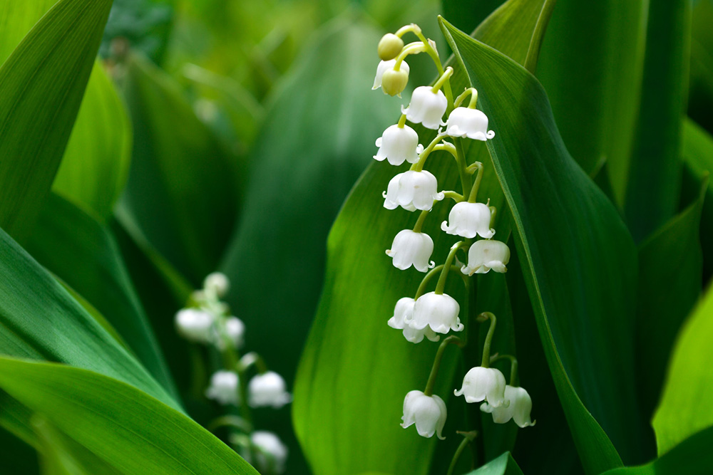 Menu « Brin de Muguet » à emporter ou en livraison